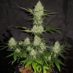 Великий Диявол XL (Auto.Fem.) 1 шт. / Big Devil XL 2023
